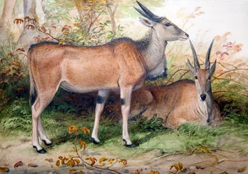 Elands, c.1850